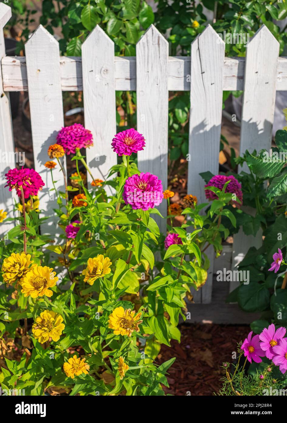 Pink and yellow flowers against white wooden garden fence of a residential house in suburb. Colorful flowers in the garden on sunny day. Street photo, Stock Photo
