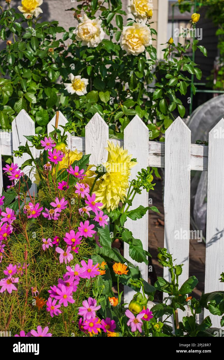 Pink and yellow flowers against white wooden garden fence of a residential house in suburb. Colorful flowers in the garden on sunny day. Street photo, Stock Photo