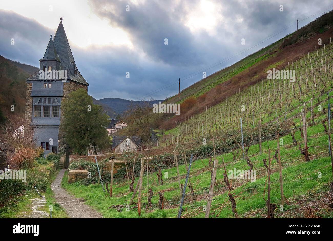 Rhine Riesling vineyards in Bacharach (Bacharach am Rhein),  Mainz-Bingen district, Germany Stock Photo