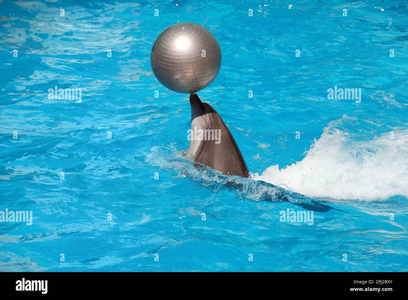 dolphin playing with a ball in the pool. High quality photo Stock Photo -  Alamy