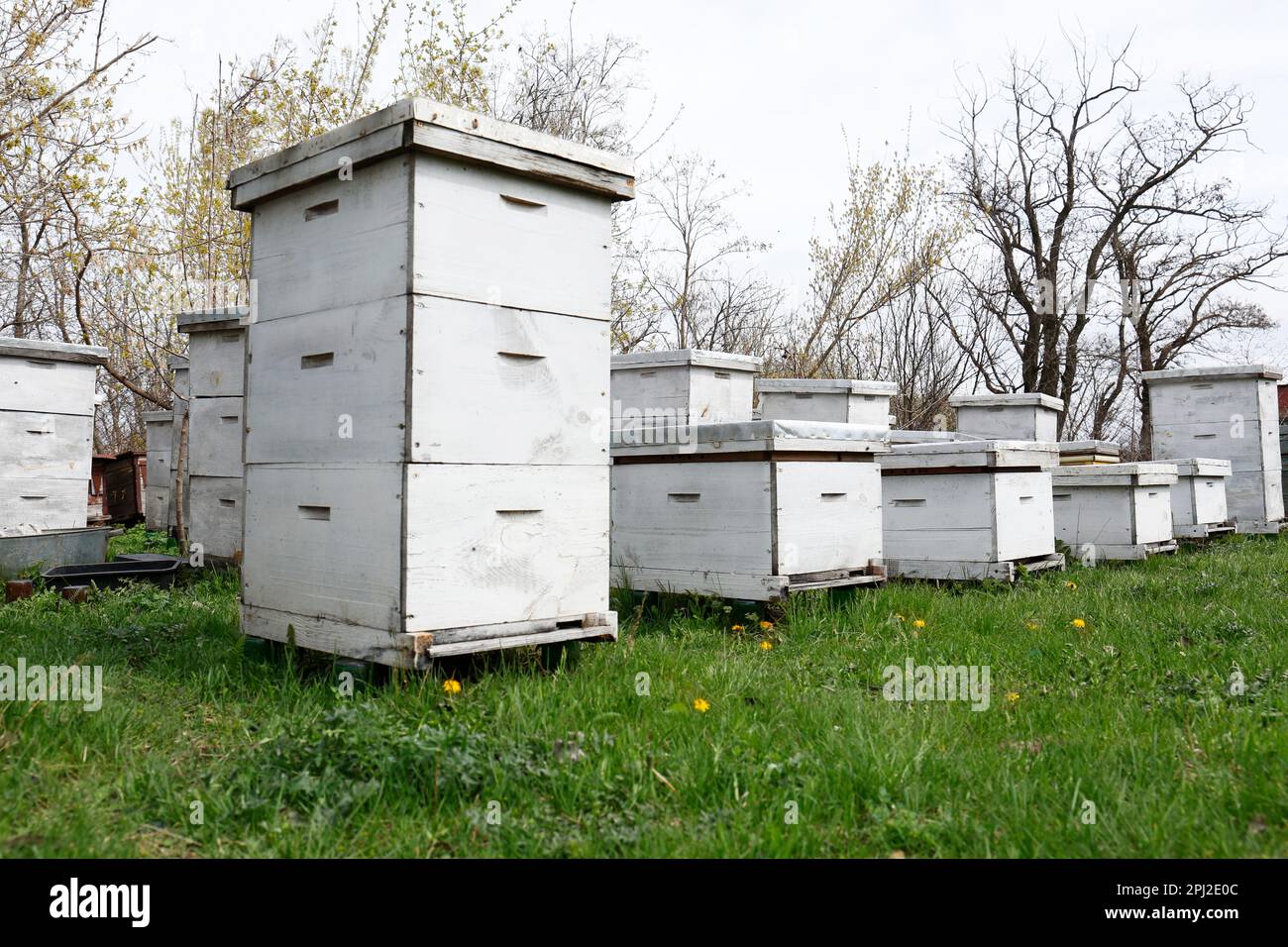 Many white bee hives at apiary outdoors Stock Photo Alamy