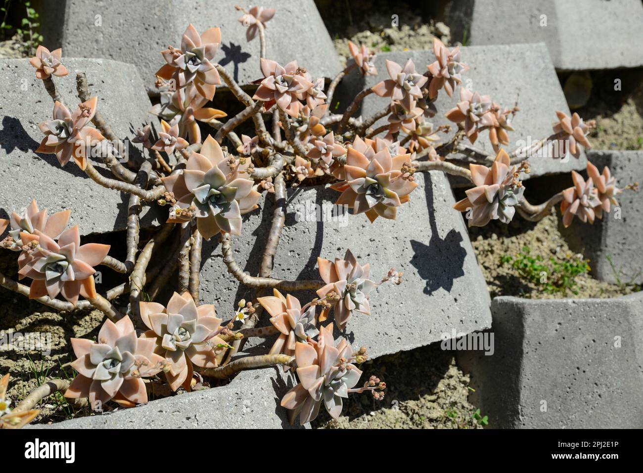 Stone pots with beautiful succulents outdoors on sunny day Stock Photo