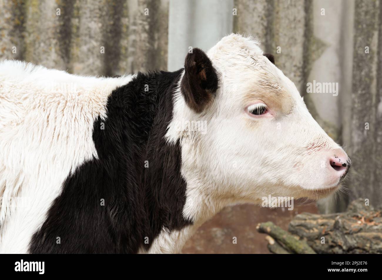 Black cow with white spots hi-res stock photography and images - Alamy