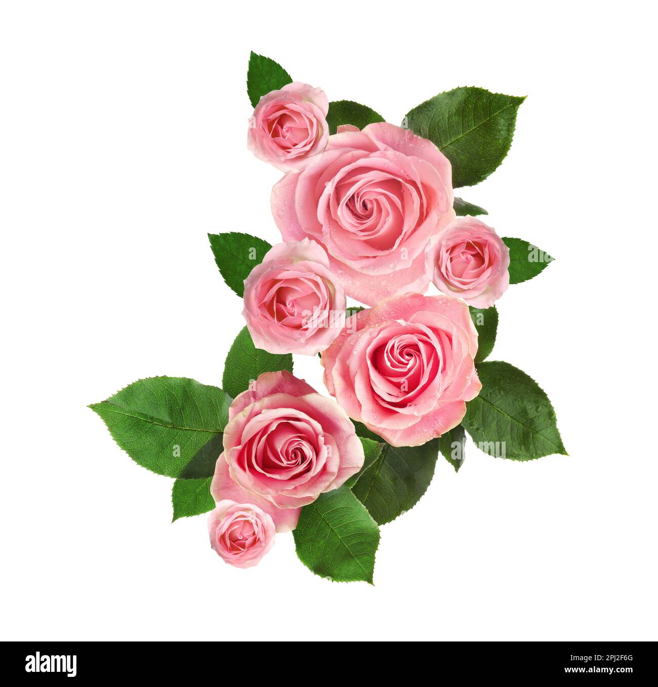 Beautiful bouquet with pink roses on white background Stock Photo - Alamy
