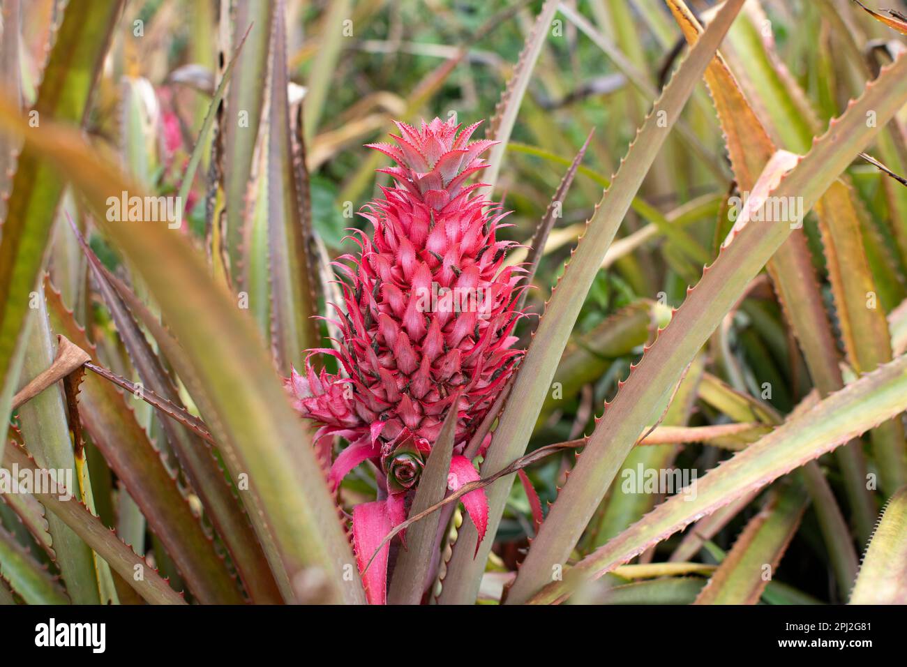 Ornamental pink pineapple plant. Close-up Pineapple flower Aechmea fasciata (silver vase, urn plant) blossom with green leaves nature background Stock Photo