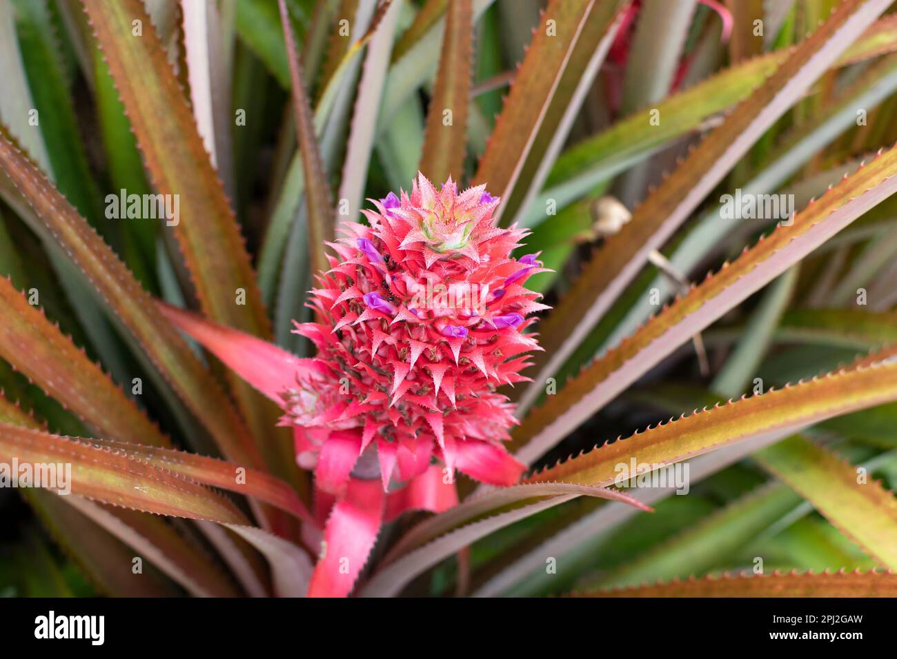 Ornamental pink pineapple plant. Close-up Pineapple flower Aechmea fasciata (silver vase, urn plant) blossom with green leaves nature background Stock Photo