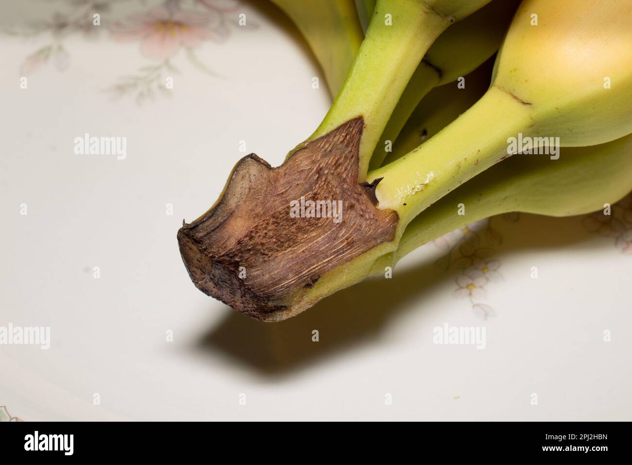 Bananas are an elongated edible fruit botanically a berry. Healthy organic potassium rich