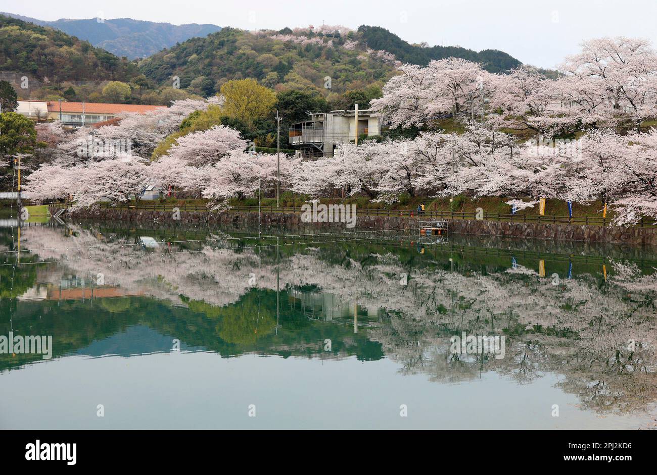 Cherry blossoms in full bloom are reflected on the surface of Togawa
