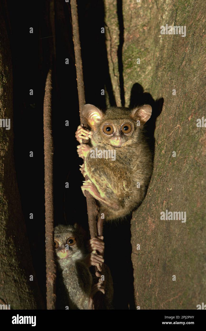 Two individuals of Gursky's spectral tarsier (Tarsius spectrumgurskyae) are photographed on their nesting tree in Tangkoko Nature Reserve, North Sulawesi, Indonesia. A socially monogamous species, a pair of this primate species lives in a territory between 1.6 and 4.1 hectares, which they defend by 'singing duets,' according to a team of primate scientists led by Isabel Comella in a 2022 paper first published in Frontiers in Ecology and Evolution (accessed on Phys.org). When singing duets, the tarsiers are 'to advertise to conspecifics that they already have a mate and that their territory is. Stock Photo
