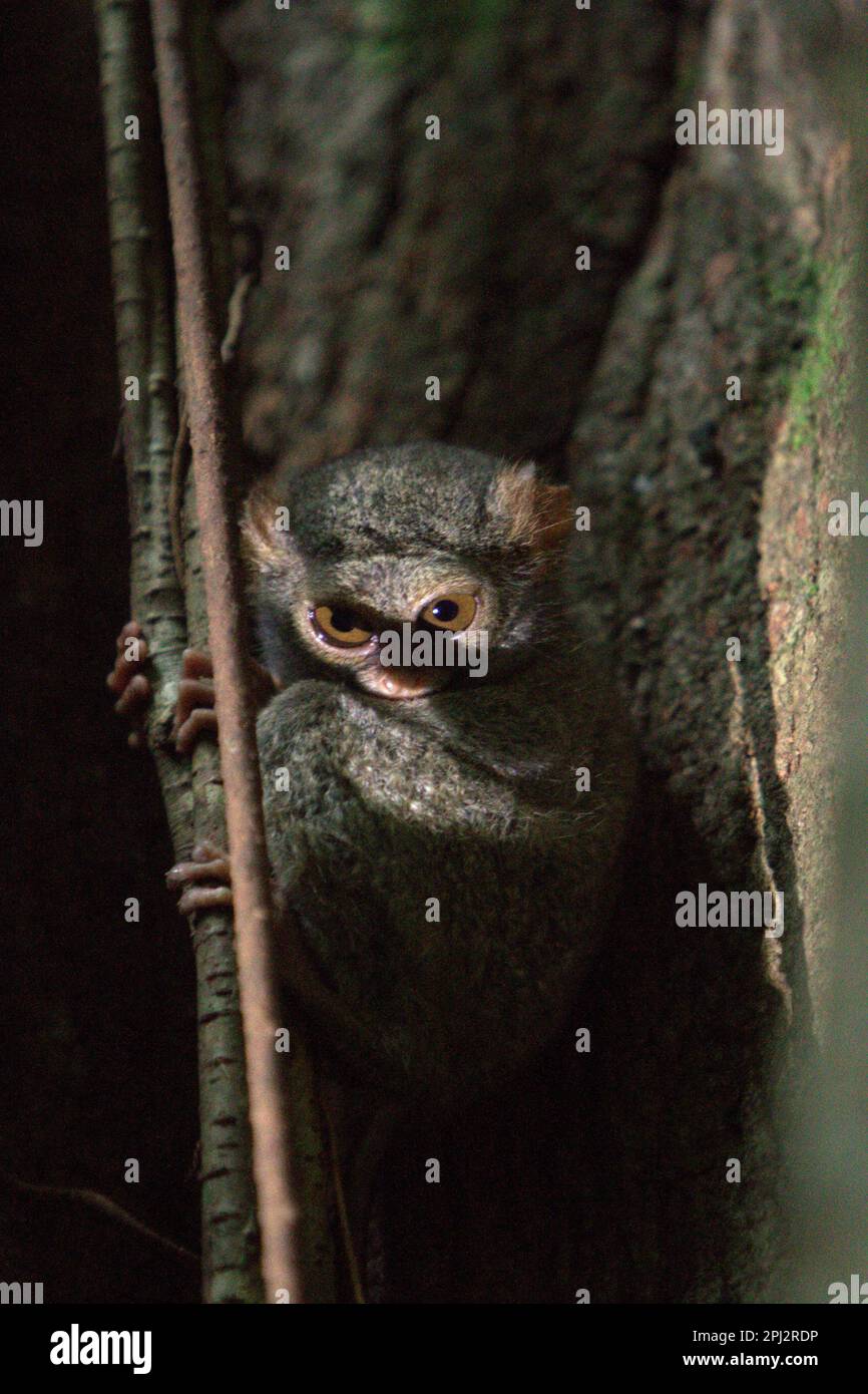 A Gursky's spectral tarsier (Tarsius spectrumgurskyae) in Tangkoko Nature Reserve, North Sulawesi, Indonesia. An insectivorous primate, tarsier is considered as beneficial to farmers, as the nocturnal species can play a role in pest control in farming areas, according to Roni Koneri in a paper presented in a seminar entitled 'International Biodiversity and Integrated Pest Management: Working Together for a Sustainable Future' that was held on July 4-7, 2013, in Manado City (abstract is accessed through Sam Ratulangi University's repository). Stock Photo
