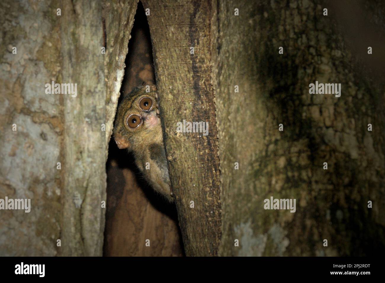 A Gursky's spectral tarsier (Tarsius spectrumgurskyae) is peeking from its nesting tree in Tangkoko Nature Reserve, North Sulawesi, Indonesia. An insectivorous primate, tarsier is considered as beneficial to farmers, as the nocturnal species can play a role in pest control in farming areas, according to Roni Koneri in a paper presented in a seminar entitled 'International Biodiversity and Integrated Pest Management: Working Together for a Sustainable Future' that was held on July 4-7, 2013, in Manado City (abstract is accessed through Sam Ratulangi University's repository). Stock Photo