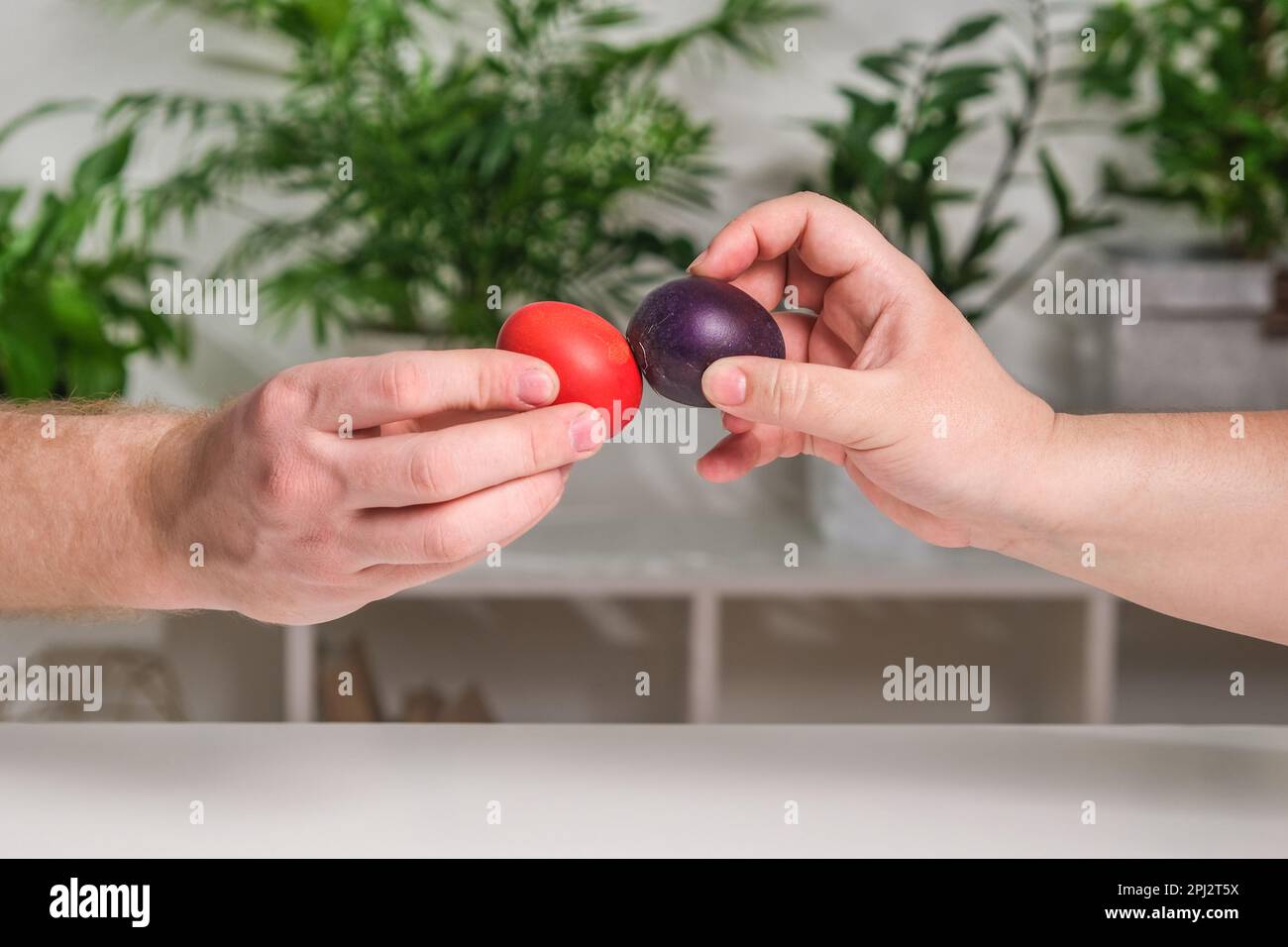 Two people are beating Easter eggs. A tradition for Easter. Stock Photo