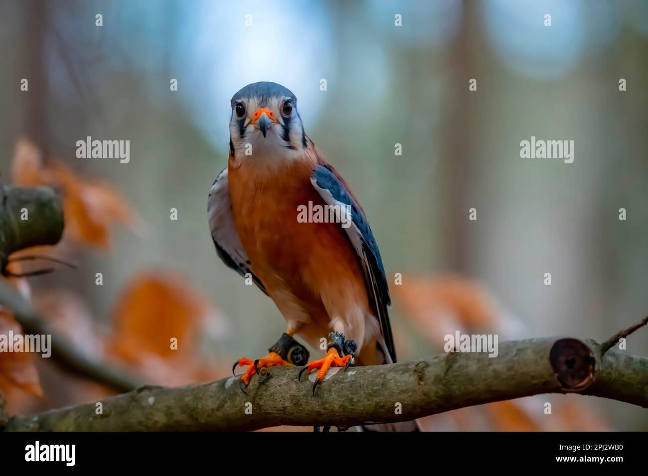 Huntersville, NC, USA. 18th Mar, 2023. The American kestrel (Falco ...