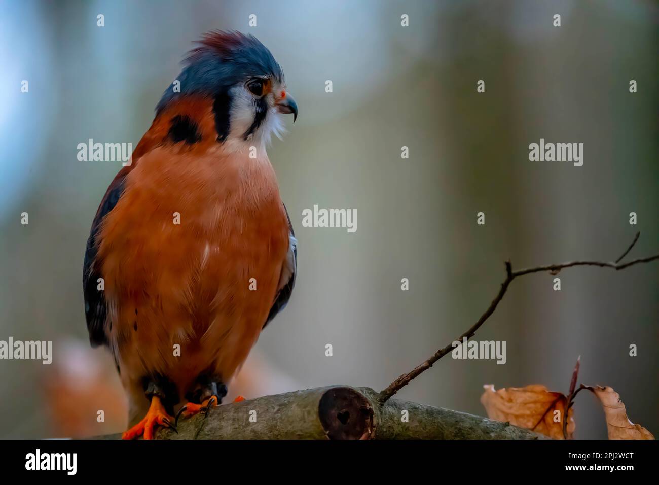 Huntersville, NC, USA. 18th Mar, 2023. The American kestrel (Falco ...