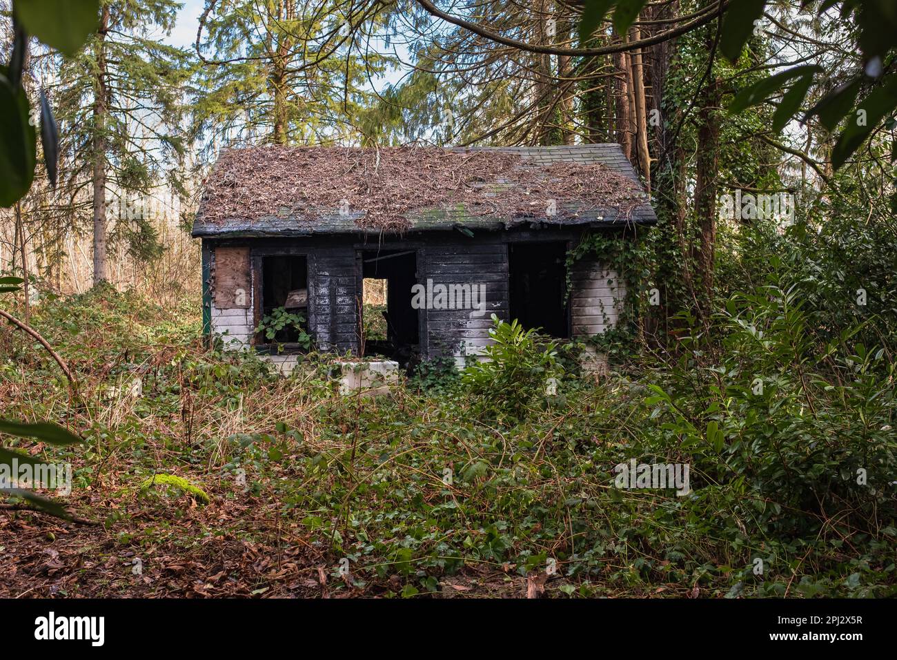 Old burnedout house with overgrown garden. Burned abandoned house in