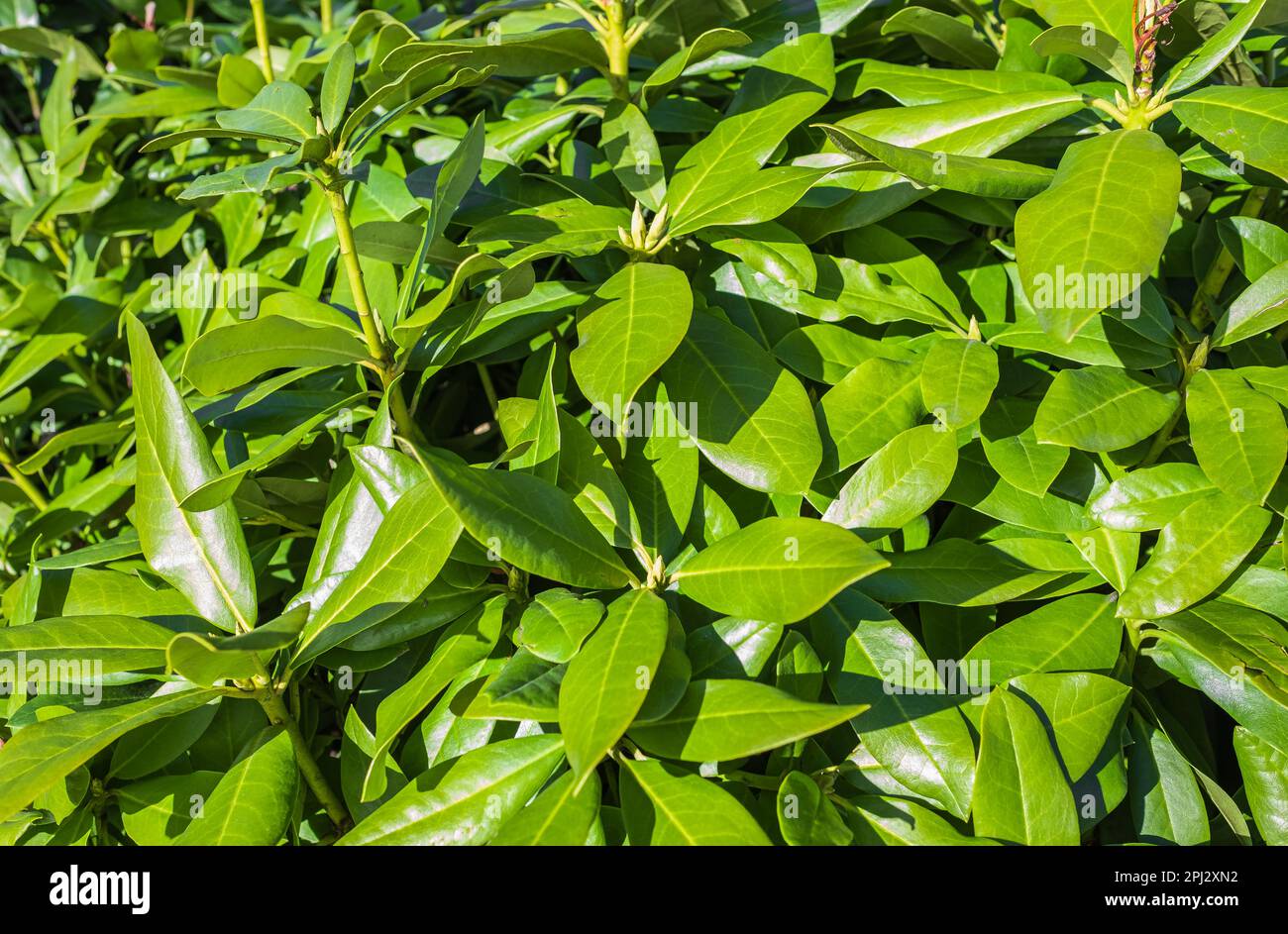 Green leaves and ovary of rhododendron inflorescence closeup