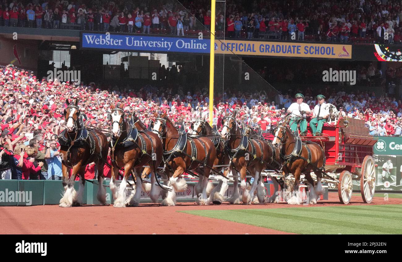 Budweiser Clydesdales make their way around Busch Stadium for 2019