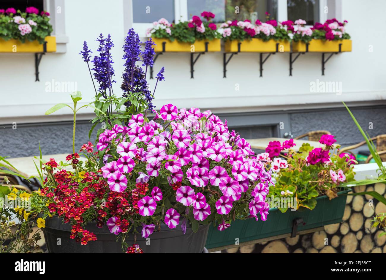 beautiful flowers in a pot on the street Stock Photo