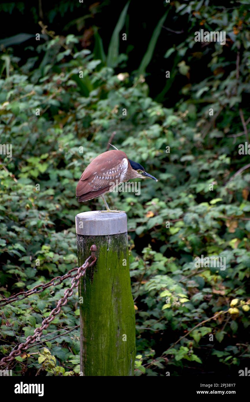 A Rufous Night Heron (Nycticorax Caledonicus) is visiting the Pelican