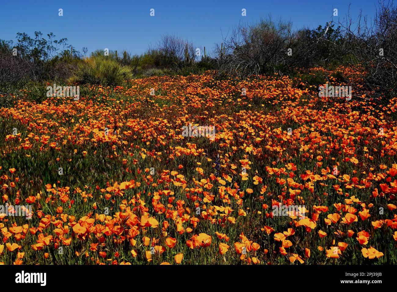 Poppy wildflowers in bloom in the desert outside of Phoenix, Arizona Stock Photo Alamy