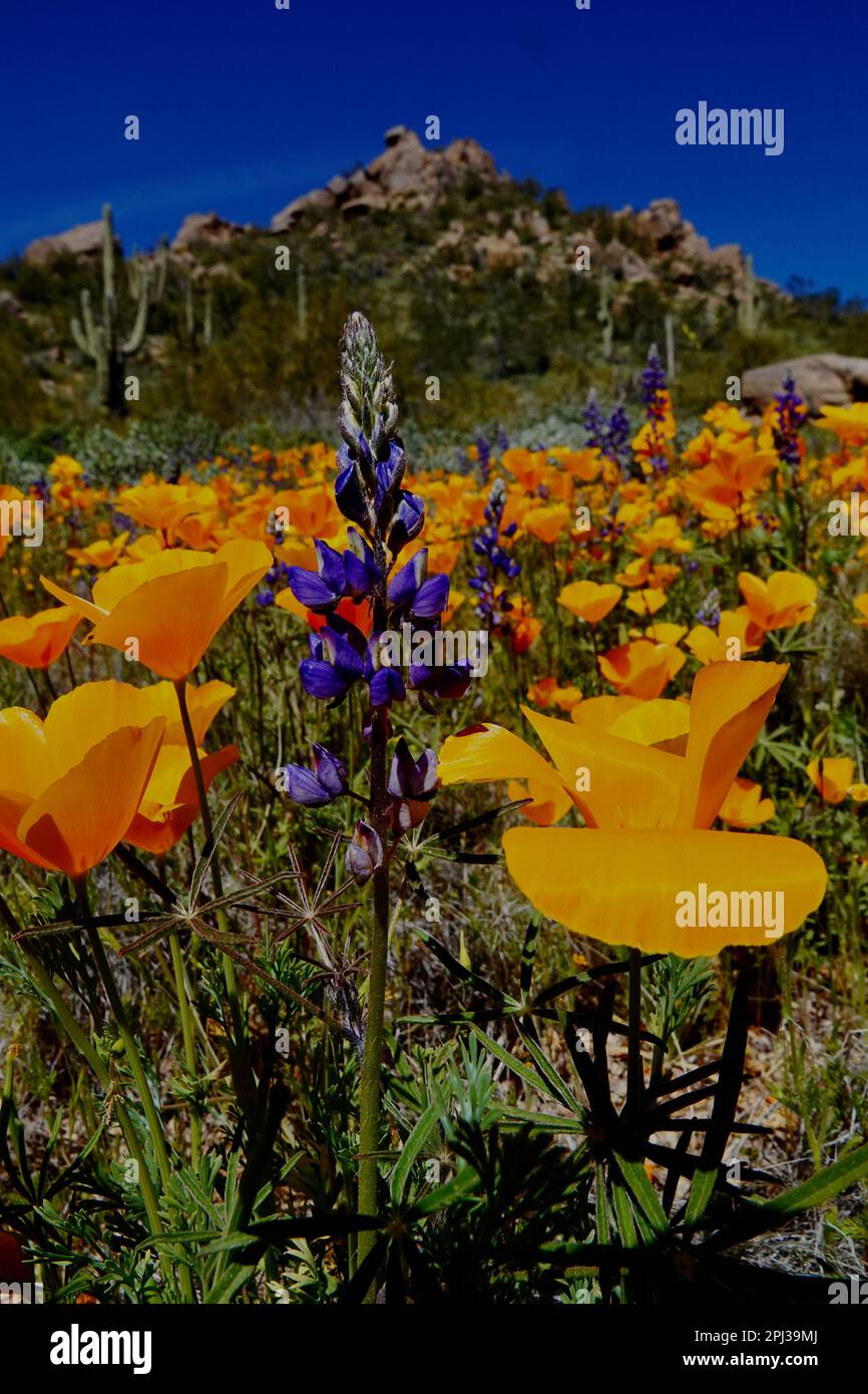 Poppy wildflowers in bloom in the desert outside of Phoenix, Arizona Stock Photo Alamy