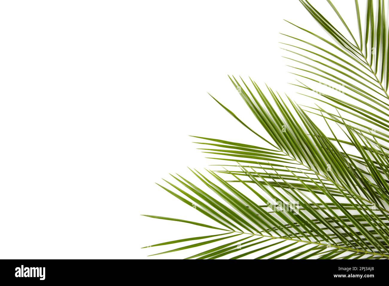 Green leaves of palm tree isolated on white background, top view Stock ...
