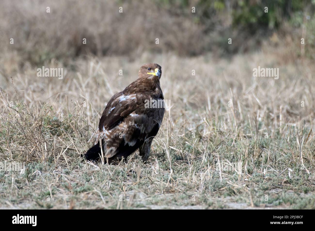 Steppe eagle (Aquila nipalensis) observed in Greater Rann of Kutch in Gujarat, India Stock Photo