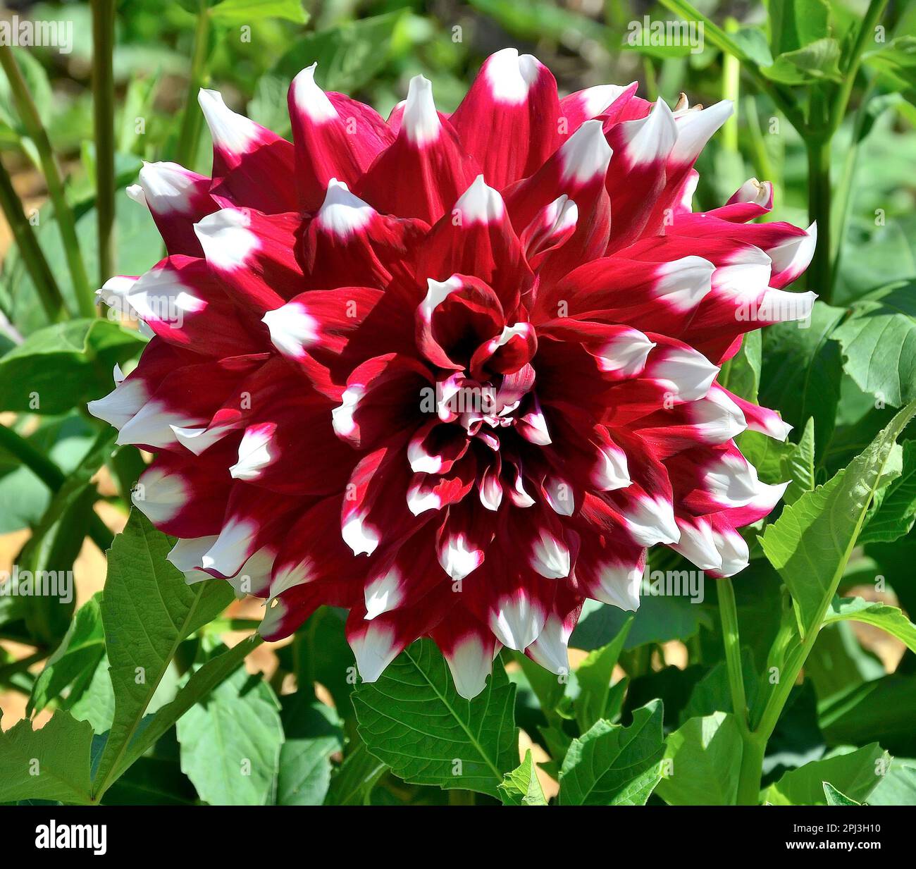 Big head of decorative bicolor dahlia flower variety Davos. Single red dahlia flower with white edges of petals close up. Floral greeting card or gard Stock Photo