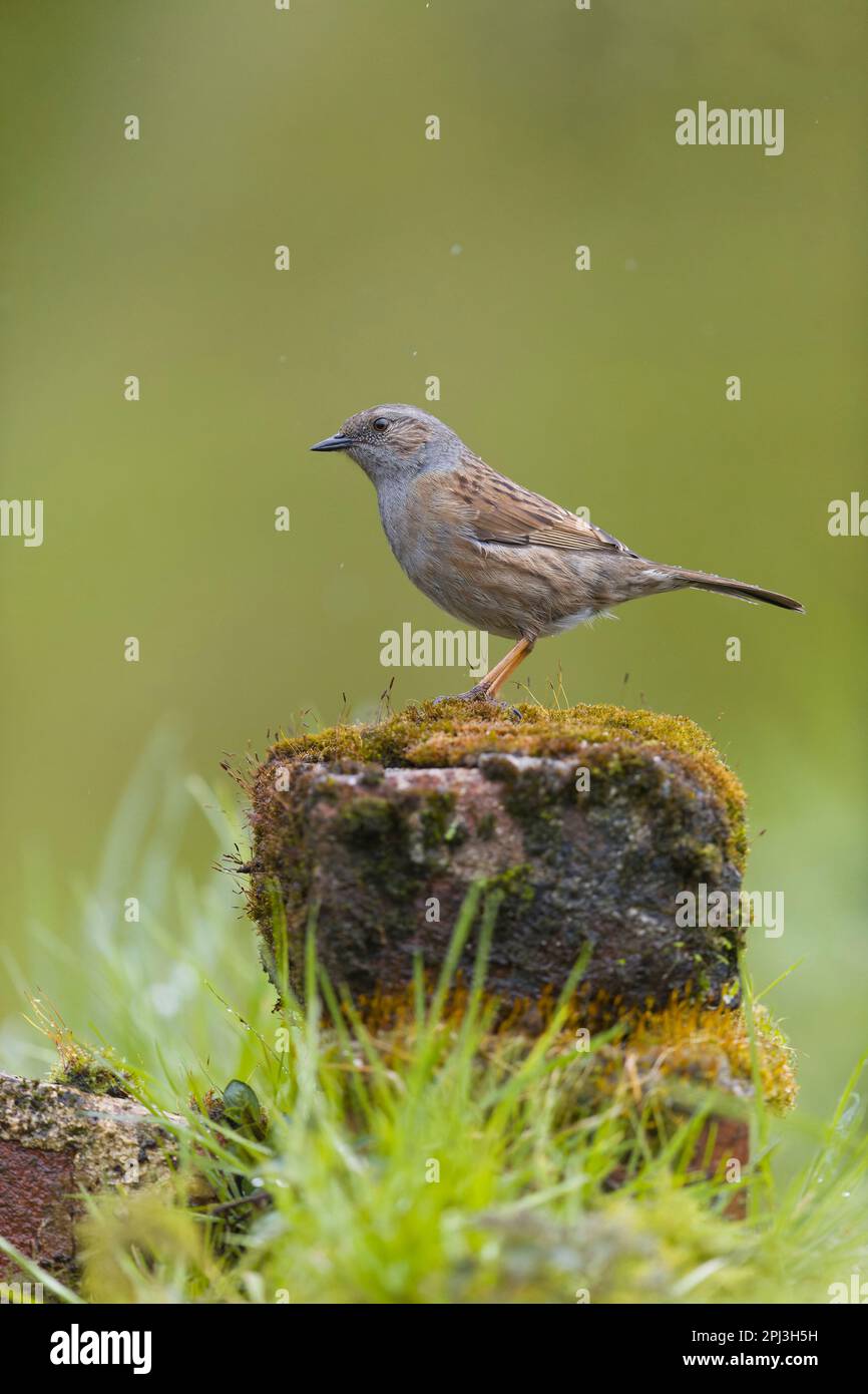 Dunnock Prunella modularis, adult perched on moss covered brick, Suffolk, England, March Stock Photo