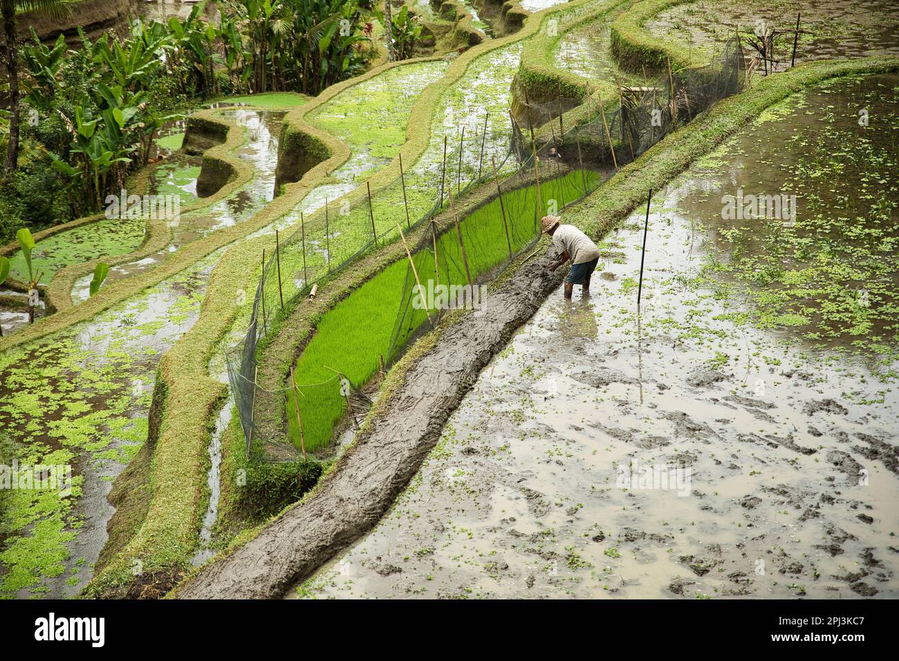 The tropical Tegalalang rice terraces of Ubud on Bali, Indonesia, surrounded by palm trees and a rice farmer working in the rice pond. Stock Photo