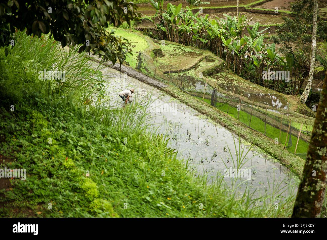 The tropical Tegalalang rice terraces of Ubud on Bali, Indonesia, surrounded by palm trees and a rice farmer working in the rice pond. Stock Photo