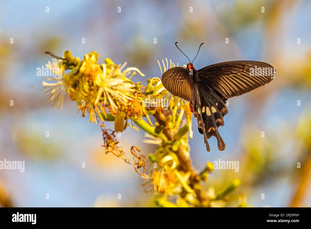 A Common Rose Butterfly resting on a flower Stock Photo - Alamy