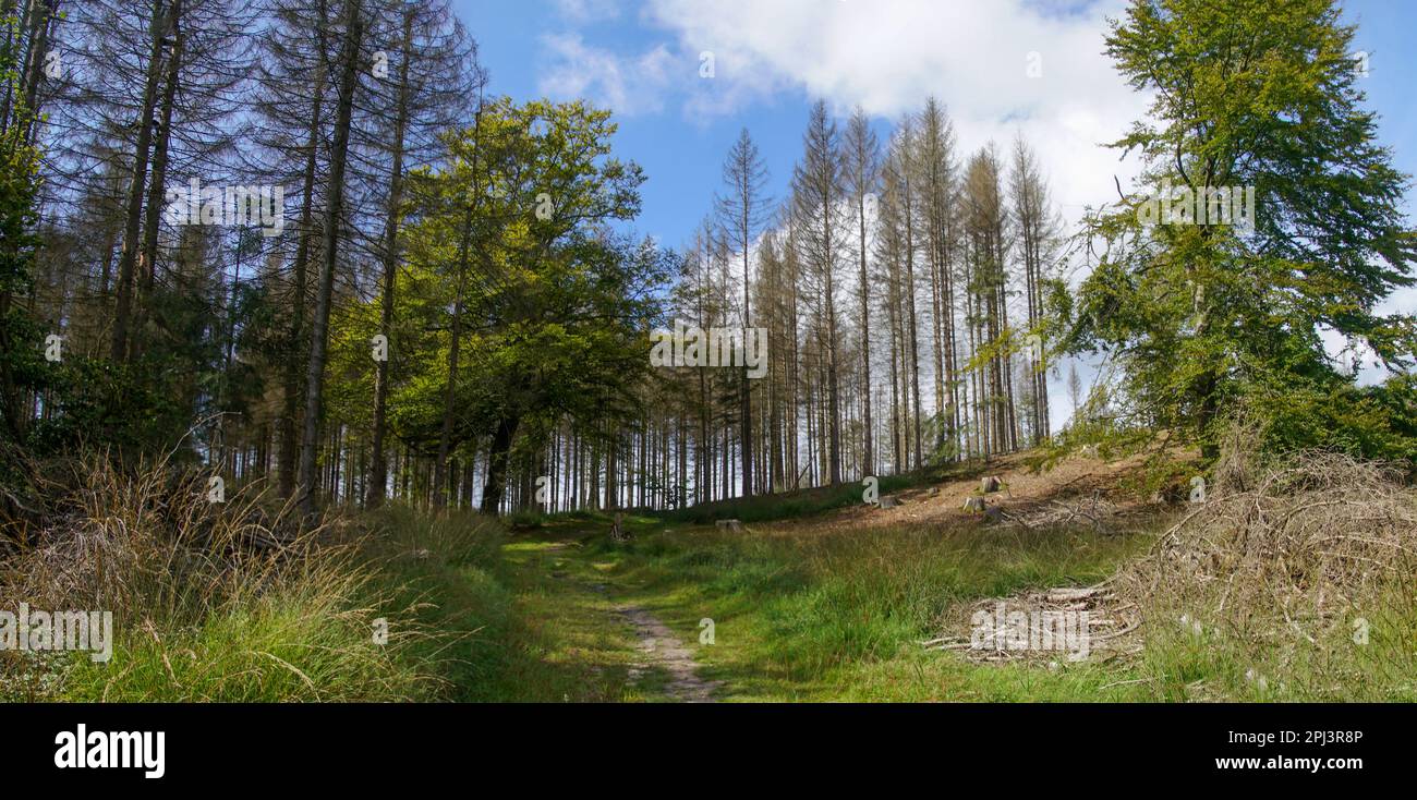 Teutoburger Wald / Eggegebirge Stock Photo