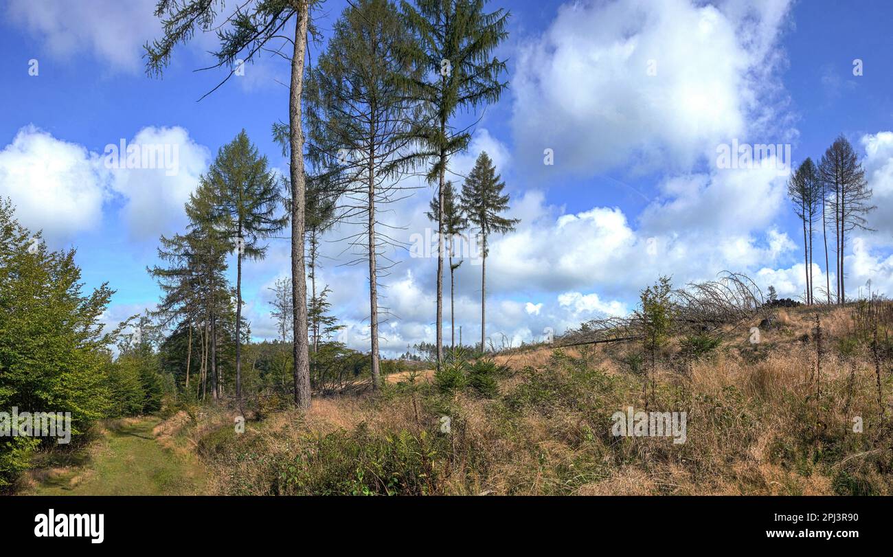 Teutoburger Wald / Eggegebirge Stock Photo