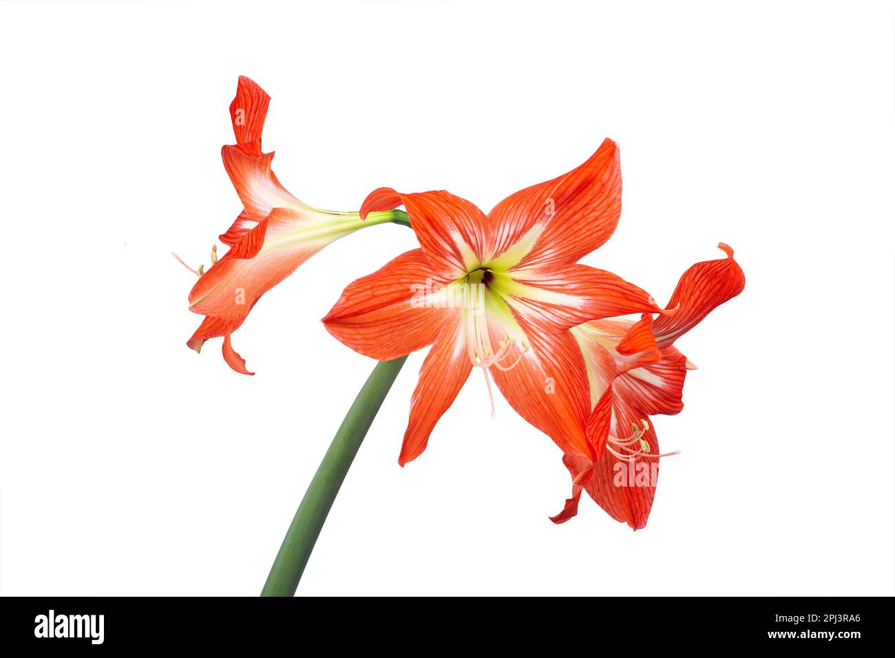 Bright red amaryllis flower on a white background macro photography. Blooming amaryllis with scarlet petals close up photo. Isolated photo of a red li Stock Photo
