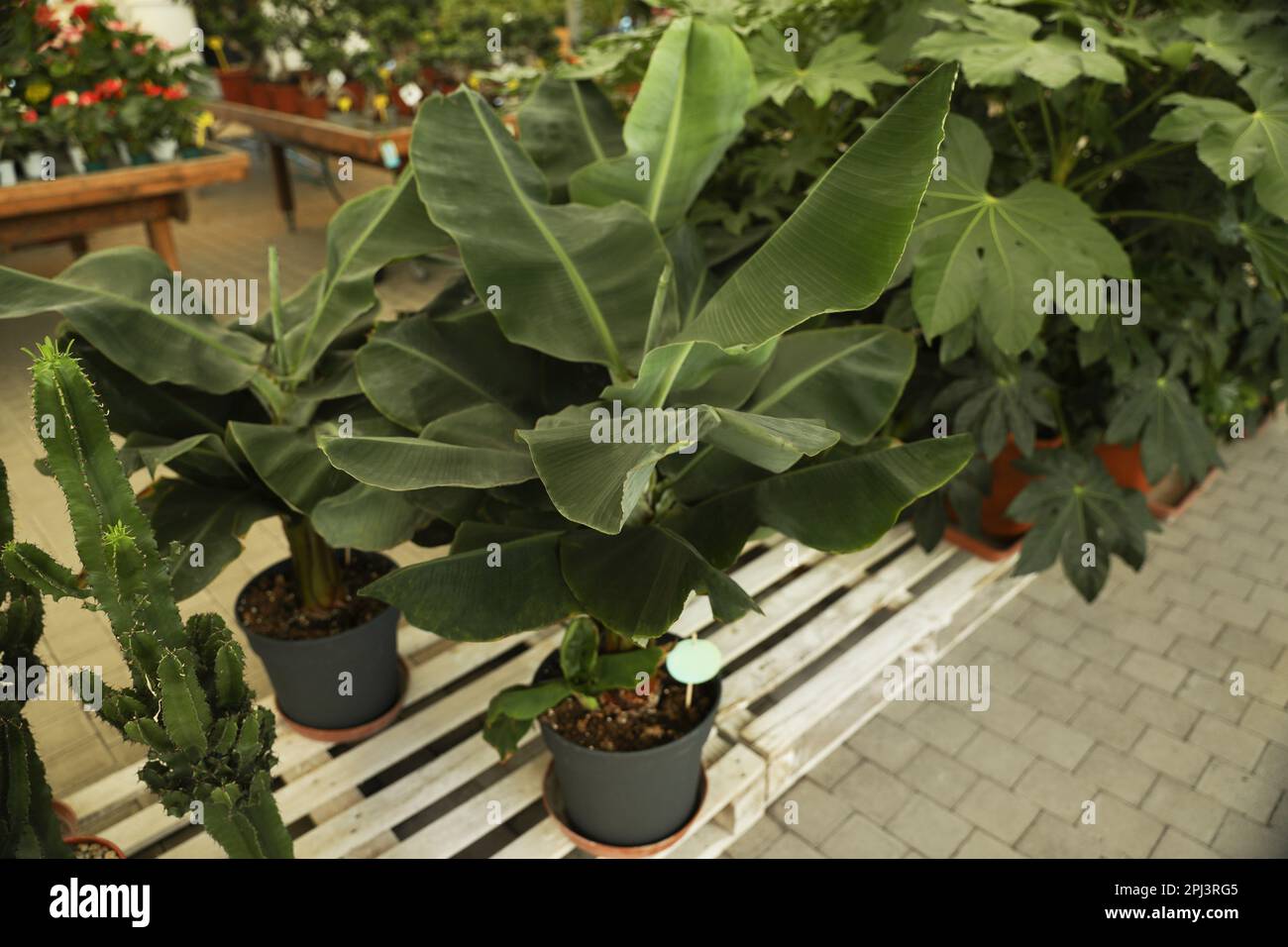 Banana Trees for Sale Near Me