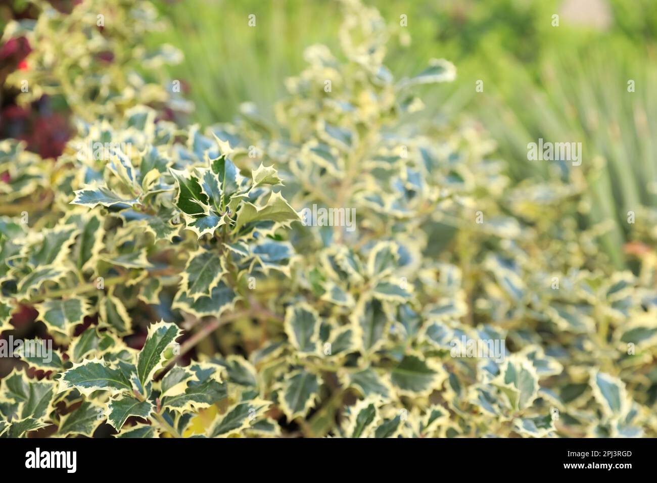 Beautiful European holly plant on blurred background, closeup. Space for text Stock Photo