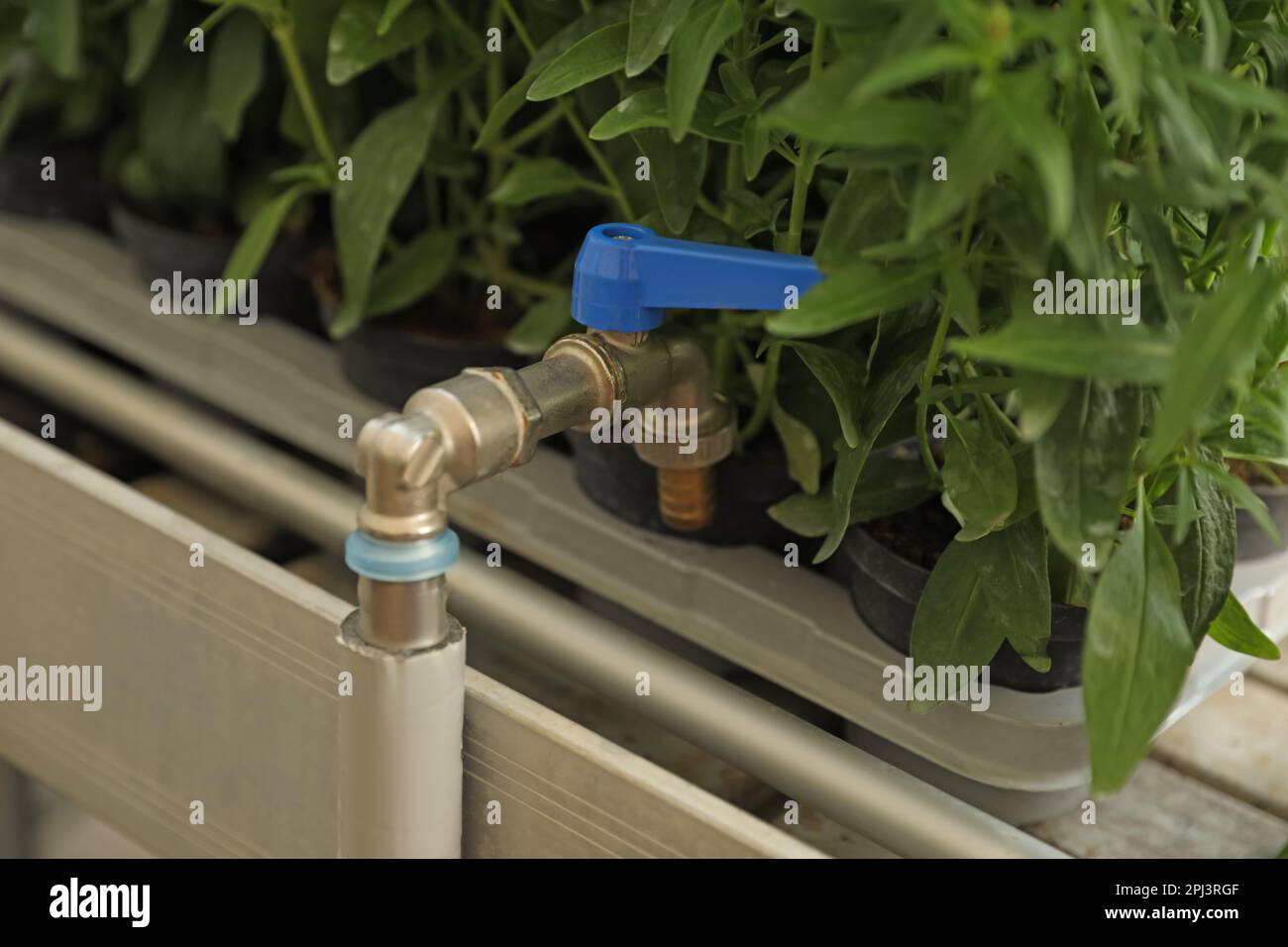 Water tap with hose near green plants in garden center, closeup Stock Photo