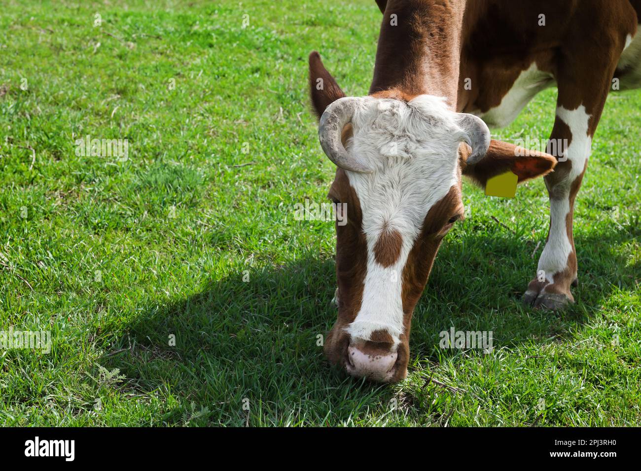 Beautiful cow grazing in green field. Farm animal Stock Photo - Alamy