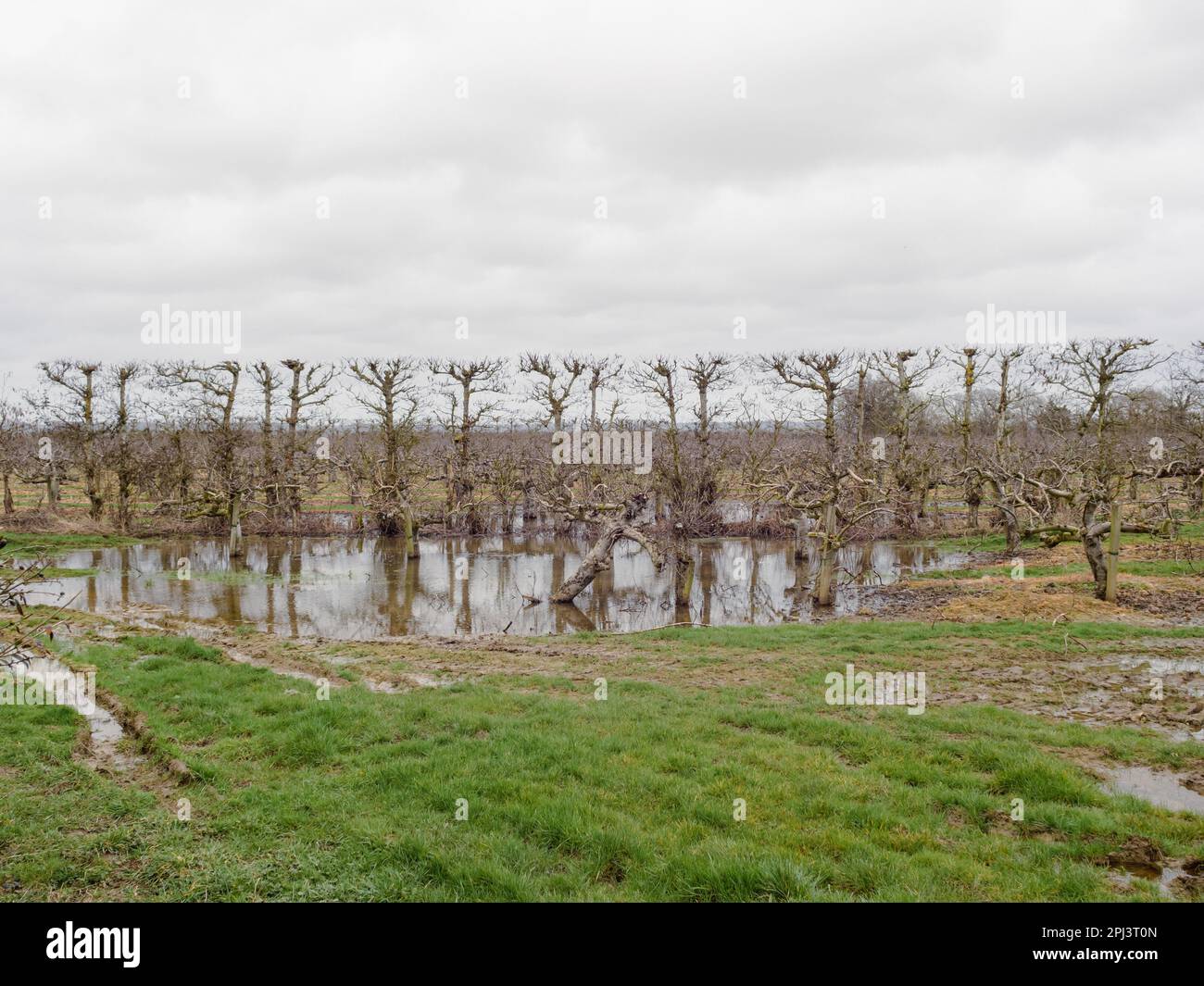Orchard of apple trees standing in water Stock Photo Alamy