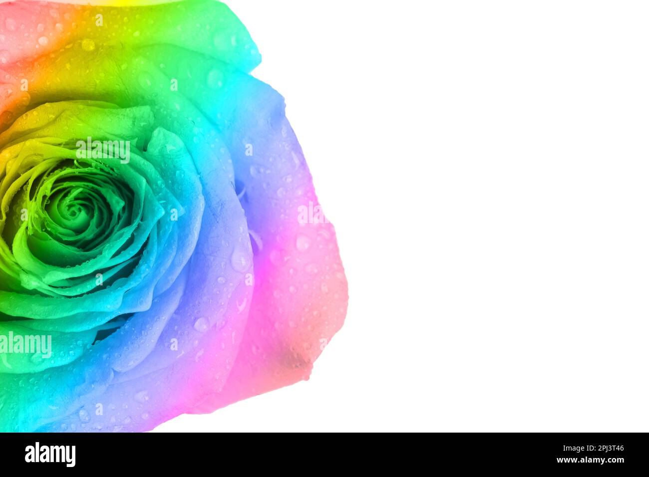 Beautiful rose toned in rainbow colors on white background Stock Photo ...