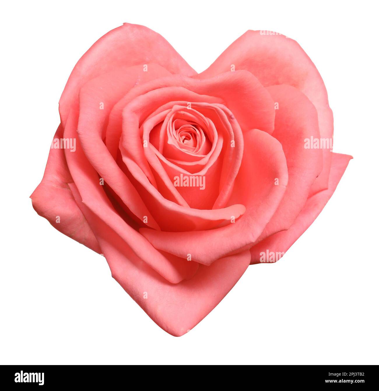 Beautiful pink rose in shape of heart on white background Stock Photo ...