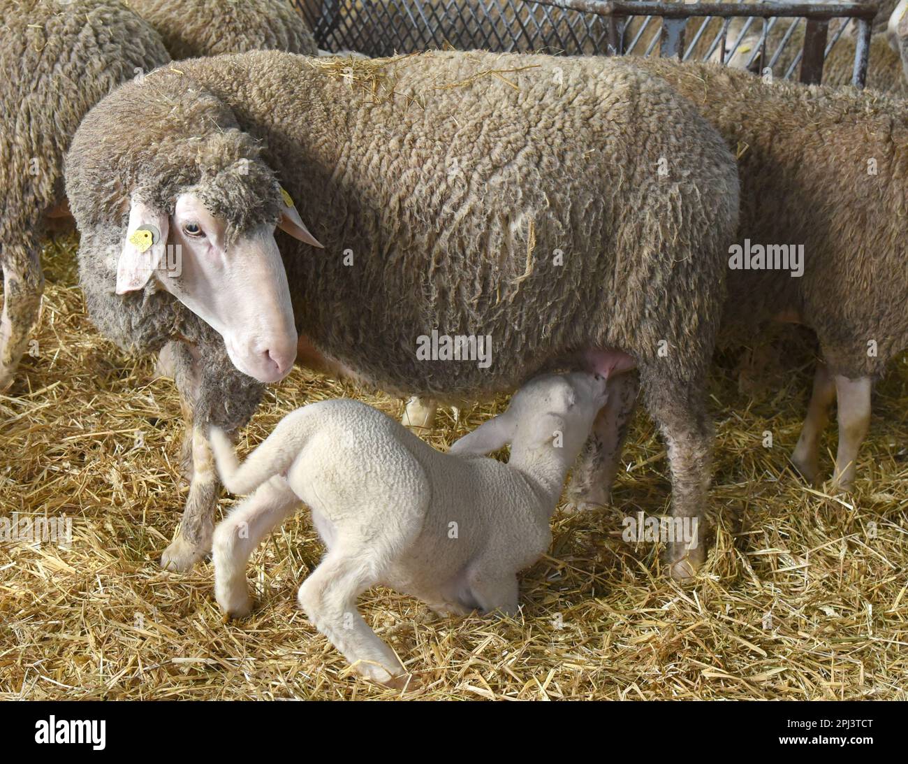 28 March 2023, Saxony, Polenz/Machern: In a sheep pen in Polenz at Landwirtschafts GmbH Machern near Leipzig (Saxony), a four-week-old little lamb drinks from its mother. The animals are currently being looked after by shepherdess trainee Clara and master shepherd Dietmar Walter. Didiee 20-year-old Clara, who plans to complete her two-year apprenticeship as a shepherdess in the summer and then study agricultural science, receives valuable support from master shepherd Siegmar Walter, who has been working as a shepherd for 47 years. He and apprentice Clara currently look after 1,000 ewes and 700 Stock Photo