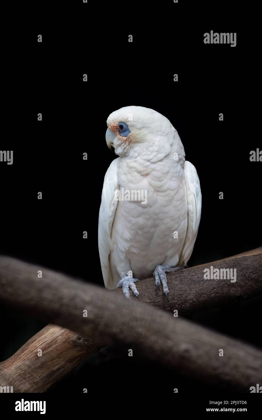 A pair of long-billed corellas, also known as a slender-billed corella, cacatua tenuirostris, against dark background. This is a sociable bird. Stock Photo