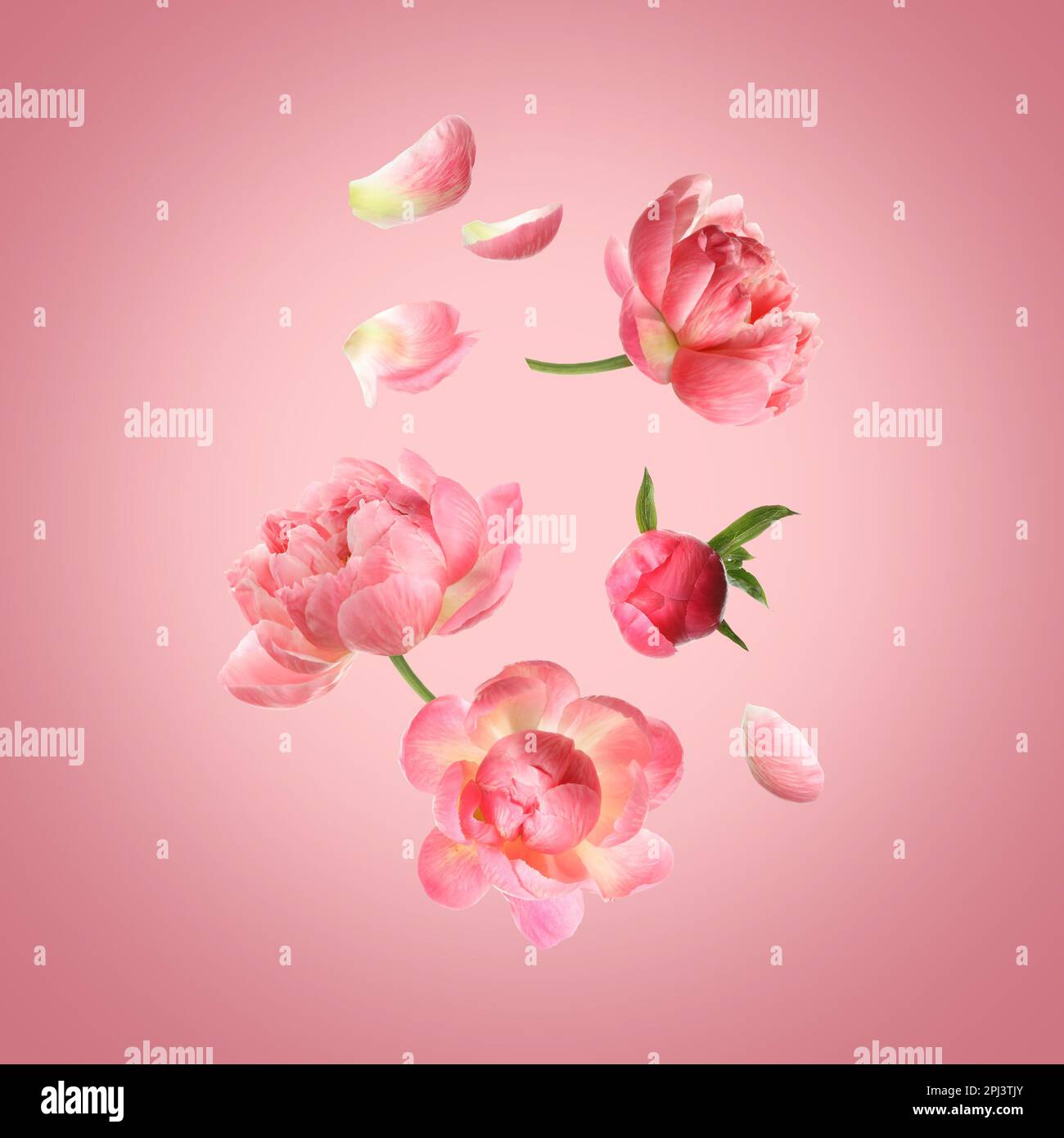 Beautiful peony flowers flying on pink background Stock Photo - Alamy