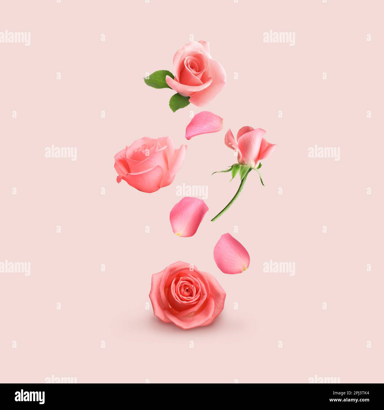 Beautiful tender roses flying on pink background Stock Photo - Alamy