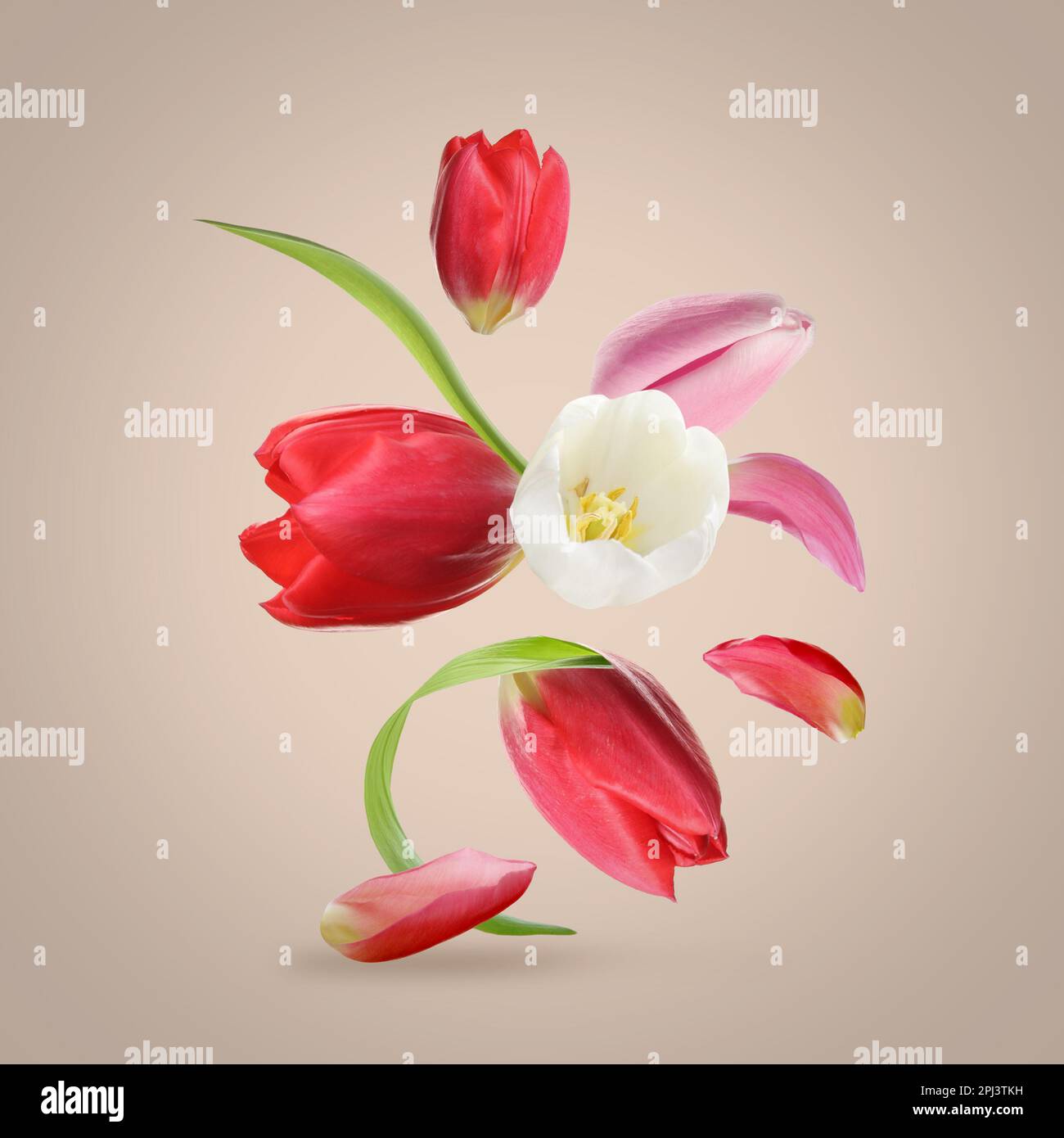 Spring Shape Flying Beautiful spring tulips flying hi-res stock photography and images - Alamy