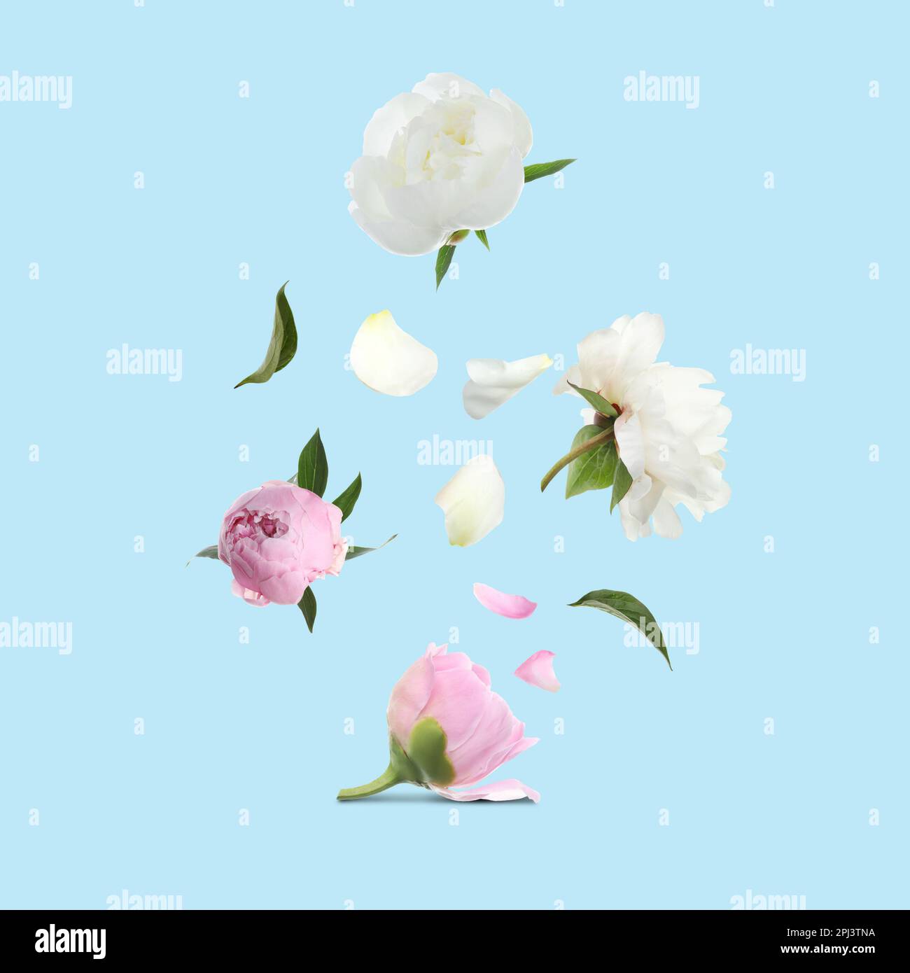Beautiful peony flowers flying on turquoise background Stock Photo - Alamy