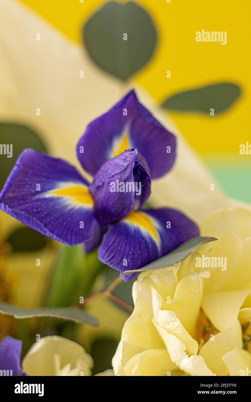 Spring bouquet of flowers. Irises, tulips, mimosa and eucalyptus. Yellow and blue flower. Bud close-up. Floral background. Purple iris, white double tulip. Gift. March mood. Stock Photo