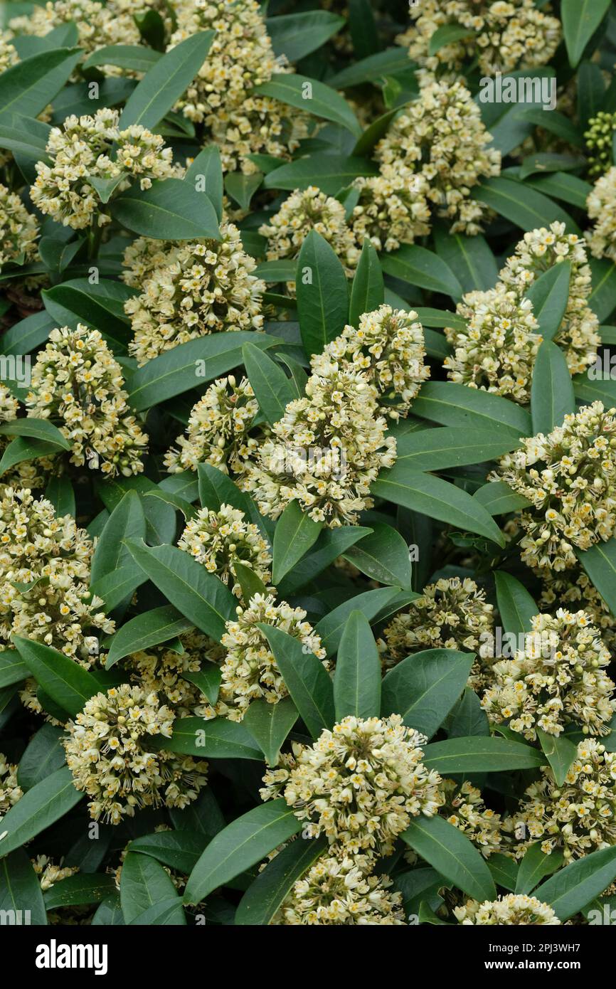Skimmia × confusa Kew Green, skimmia Kew Green, male, clusters of small, fragrant creamy-white flowers Stock Photo